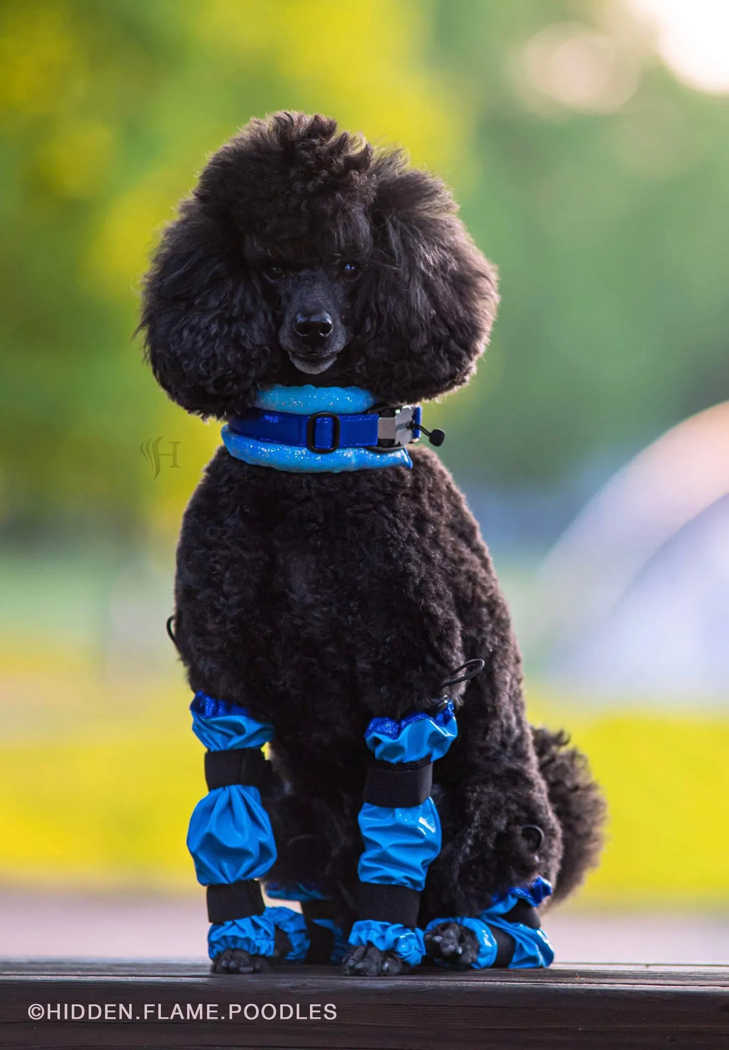 Poodle Supply Set 4 Leg Protectors Light Blue Toy/ Miniature/ Medium