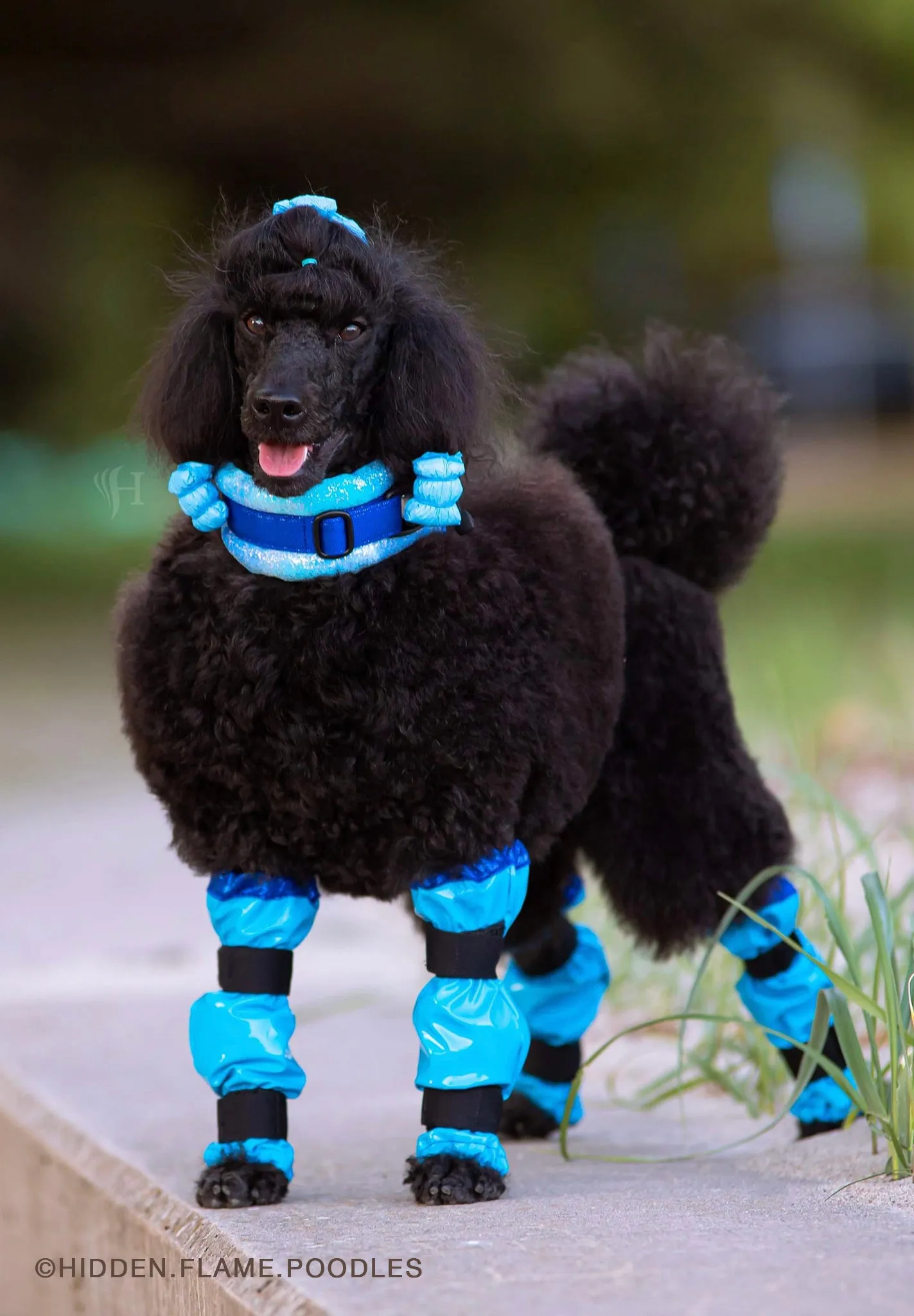 Poodle Supply Set 4 Leg Protectors Light Blue Toy/ Miniature/ Medium