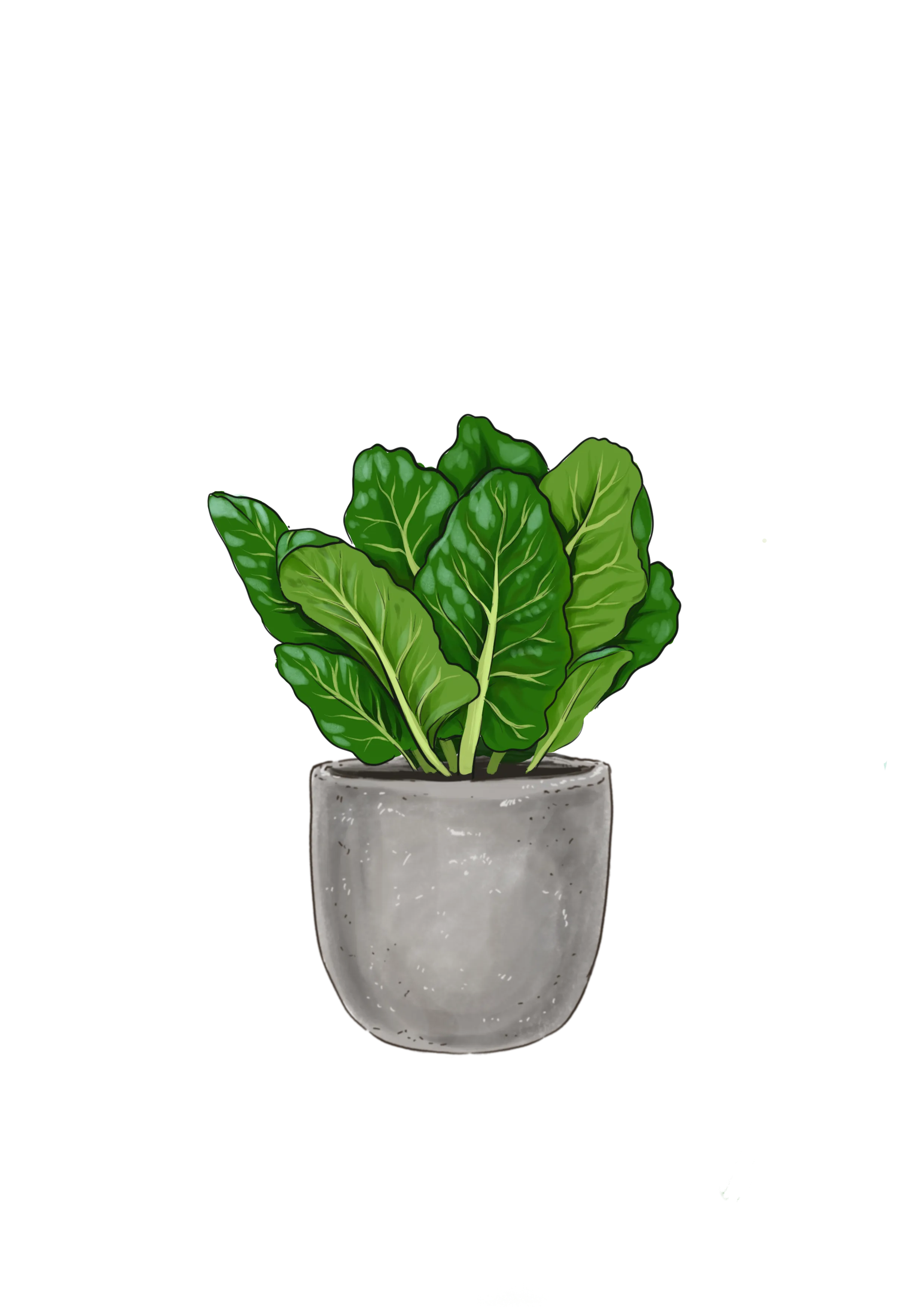 Spinach All Season